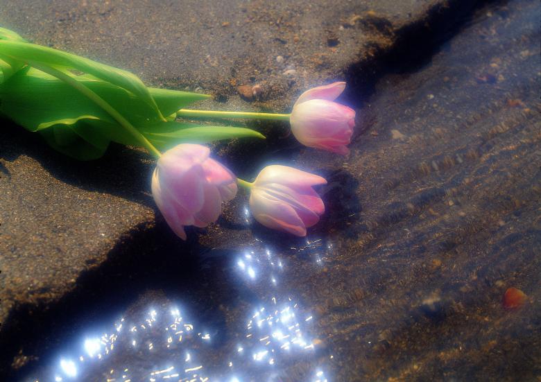 Free stock image of Pink Roses created by Henry Huy