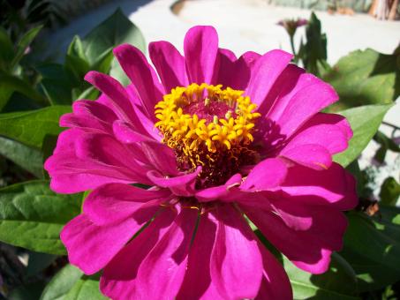 Flower