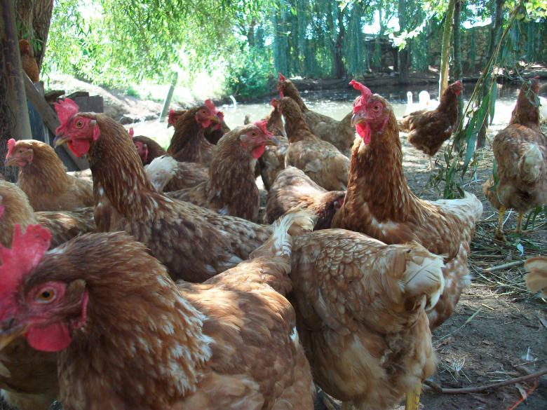 Free stock image of Hens created by Antonio Chakov