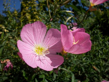 Flowers