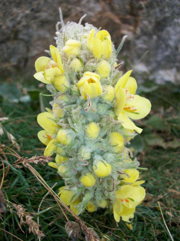Free stock image of Yellow Plant created by Antonio Chakov