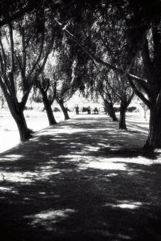 The Walkway