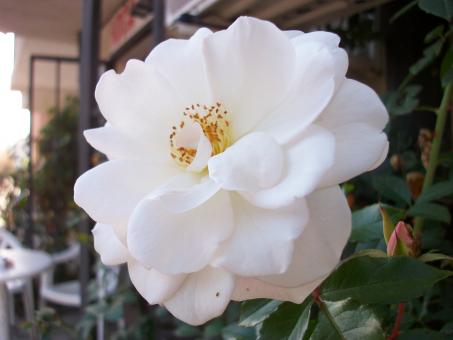 White Flower - Free Stock Photo