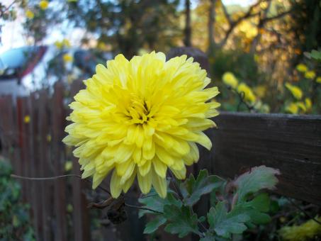Yellow Flower