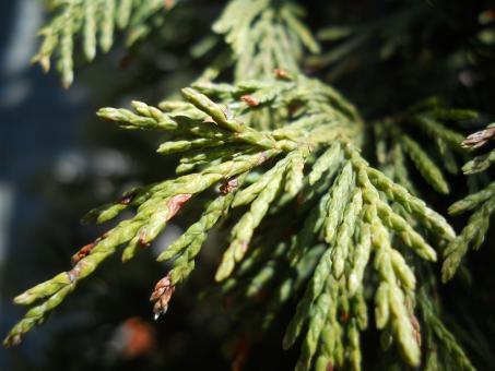 Tree Branch