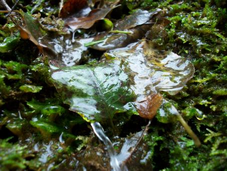 Water and Leaves - Free Stock Photo