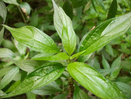 Green Plant - Free Stock Photo