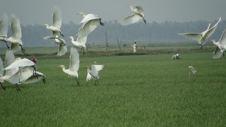 Free stock image of Flight of Birds created by Dr Anand Nair