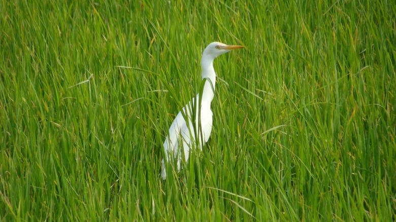 Free stock image of Birds blending with nature created by Dr Anand Nair