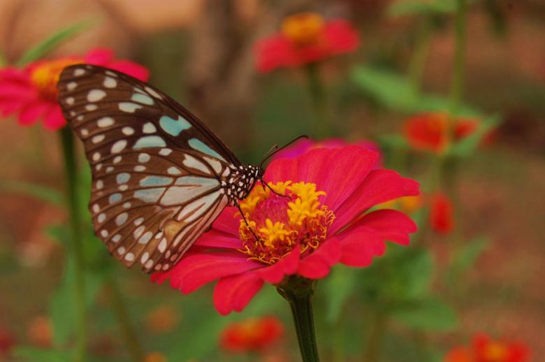 Free stock image of NATURAL COMBINATION created by sijo jacob thomas 
