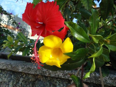Free Stock Photo of Red and Yellow Flowers