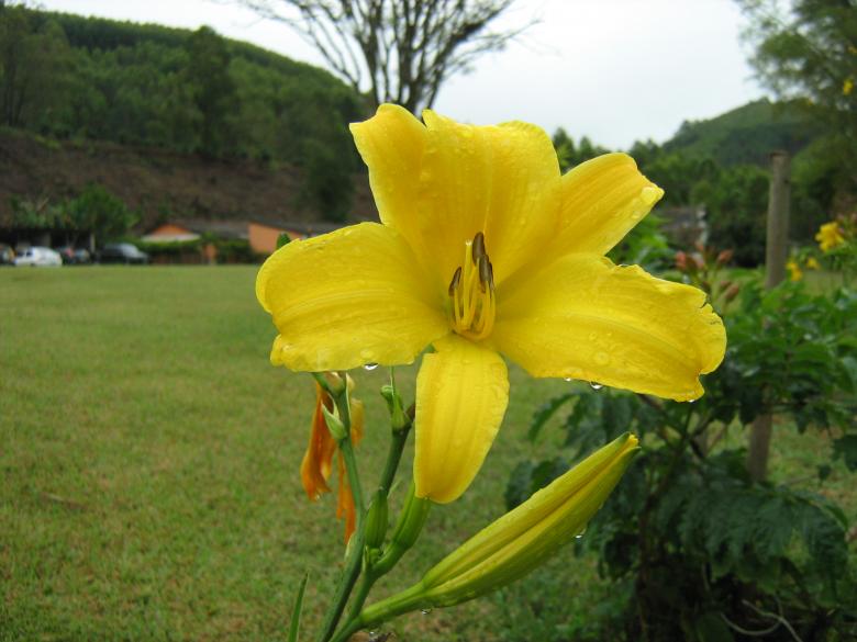 Free stock image of Yellow Flower created by João Gomes da Silva Brás