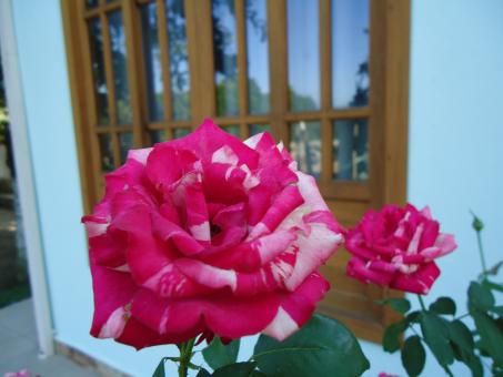 Free Stock Photo of Red Roses