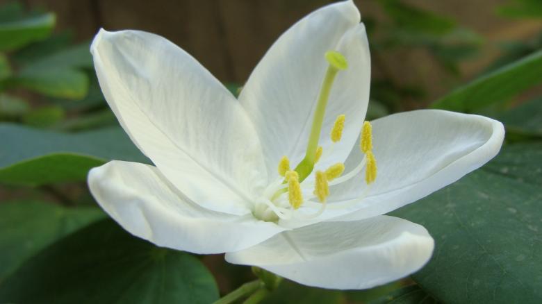 Free stock image of August Lily  created by Dr Anand Nair