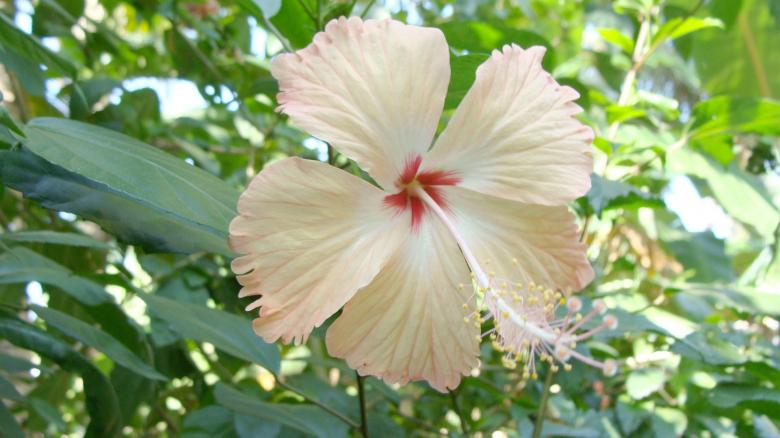 Free stock image of Hibiscus created by Dr Anand Nair