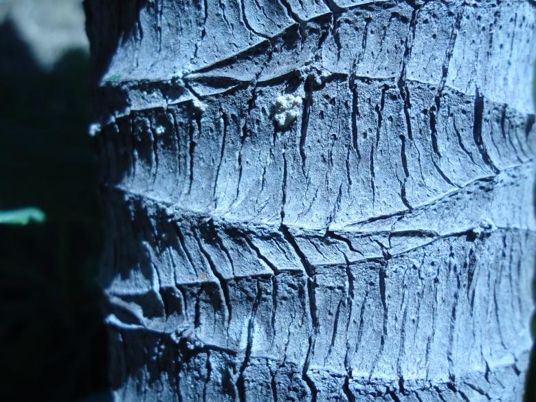 Free stock image of Plant texture created by João Gomes da Silva Brás