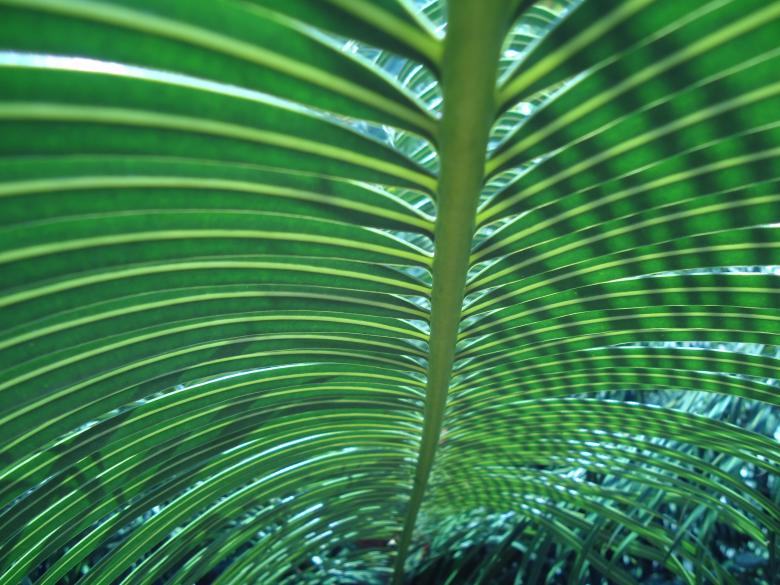 Free stock image of Leaves created by João Gomes da Silva Brás