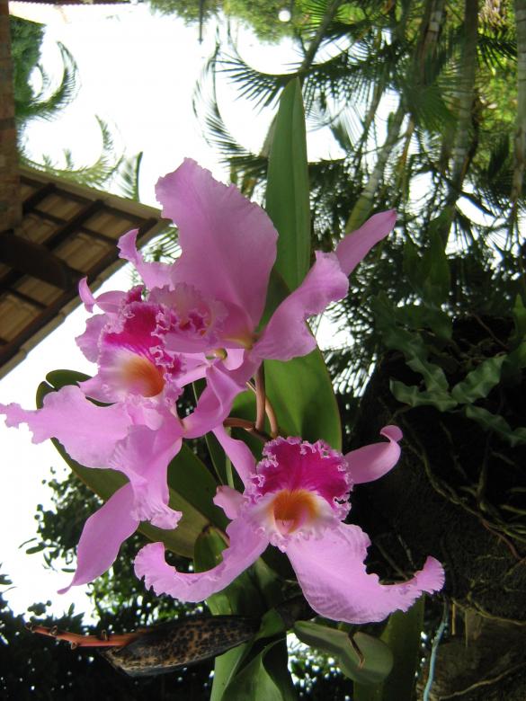 Free stock image of Orquidea created by João Gomes da Silva Brás