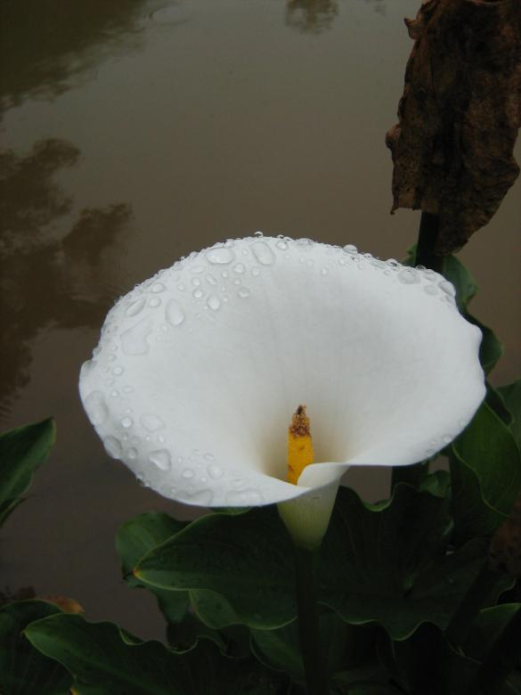 Free stock image of Copo de leite created by João Gomes da Silva Brás