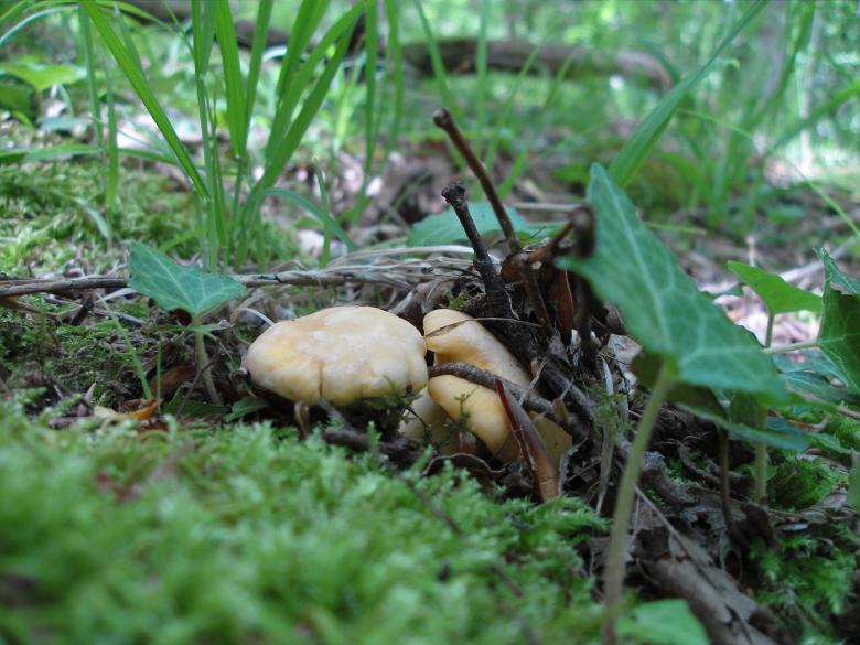 Free stock image of Mushroom Soxy created by Chumak Alexey