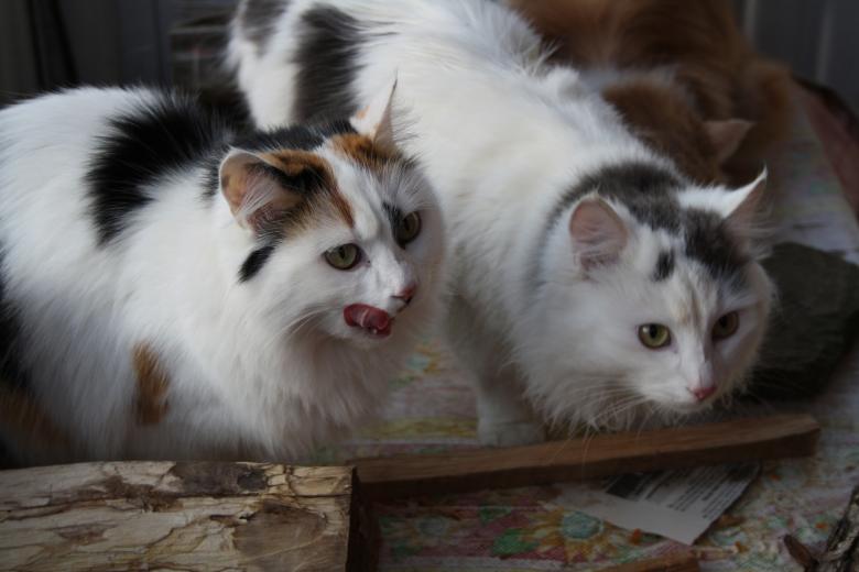 Free stock image of Cats Eating created by Chumak Alexey