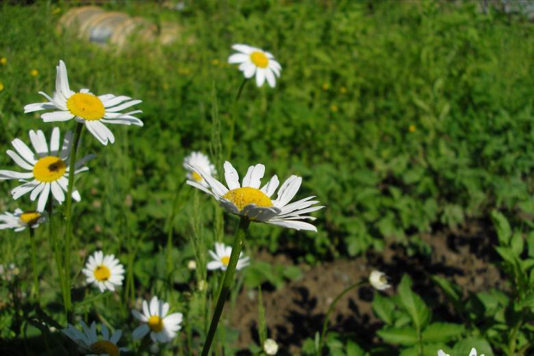 Free stock image of Camomile's created by Chumak Alexey
