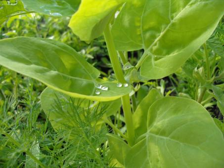 Dew on green plants - Free Stock Photo