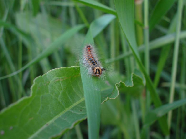 Free stock image of Caterpillar created by Chumak Alexey