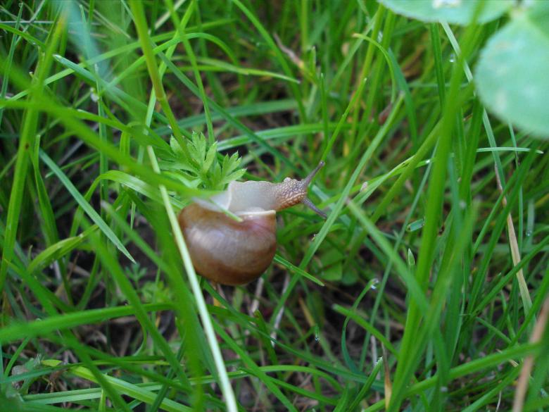 Free stock image of Snail in grass created by Chumak Alexey
