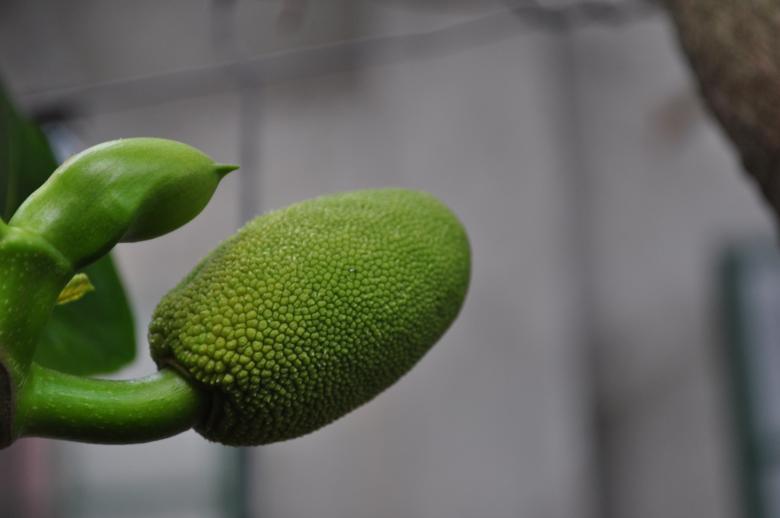 Free stock image of Green sprout created by Eduardo Cleofe