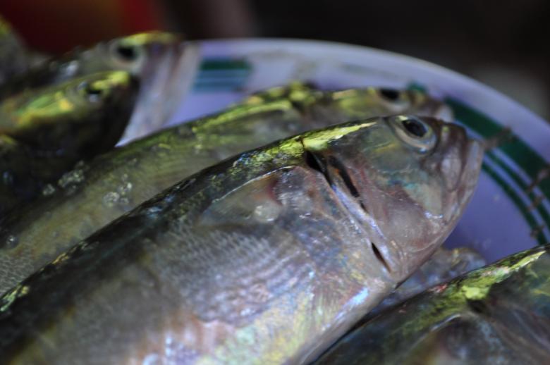 Free stock image of Fish on a plate created by Eduardo Cleofe