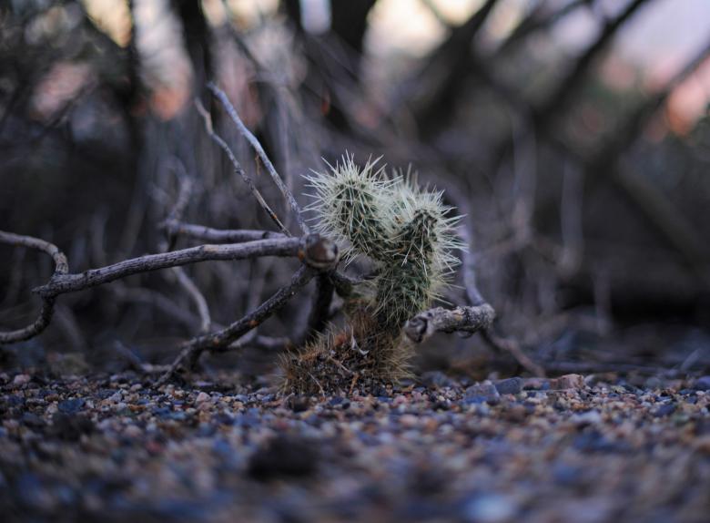 Free stock image of Cactus created by Eric