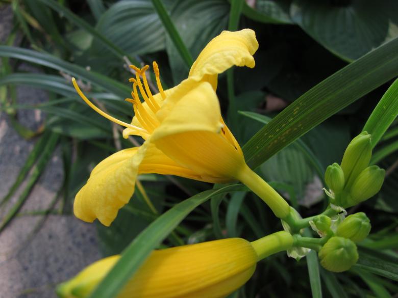 Free stock image of Yellow Bloom created by Skylar Jay