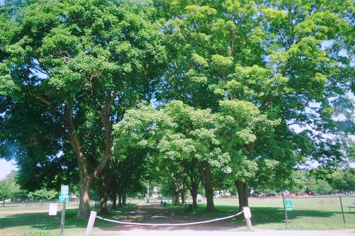 Green Trees - Free Stock Photo