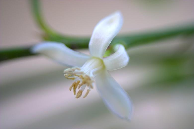 Free stock image of Blossom created by homero chapa