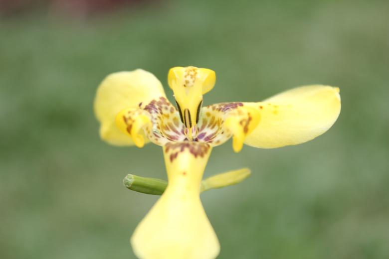 Free stock image of Yellow Flower created by Jochanan Wahjudi