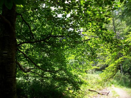 Dappled Shade - Free Stock Photo