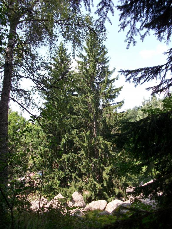 Free stock image of The Tree created by Antonio Chakov