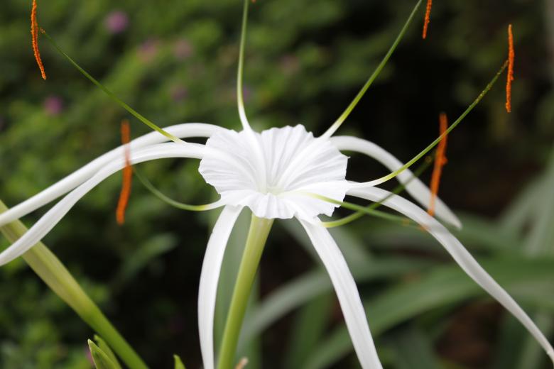 Free stock image of White Flower created by Jochanan Wahjudi