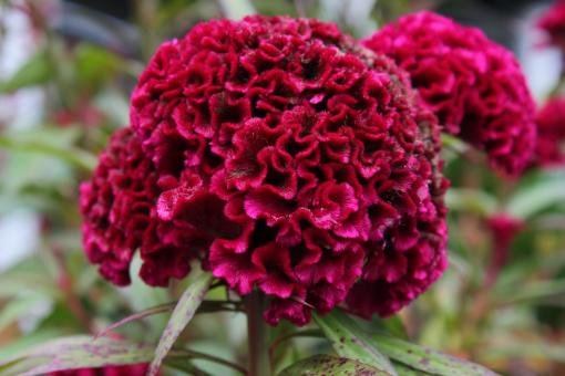 Red Flower - Free Stock Photo