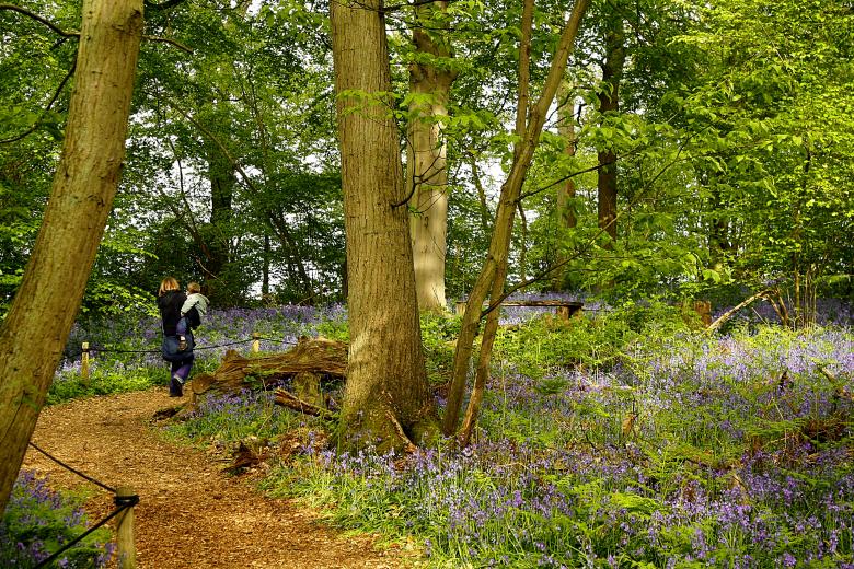 Free stock image of Bluebell walk created by paul clifton