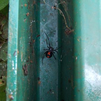 Black Widow Spider - Free Stock Photo