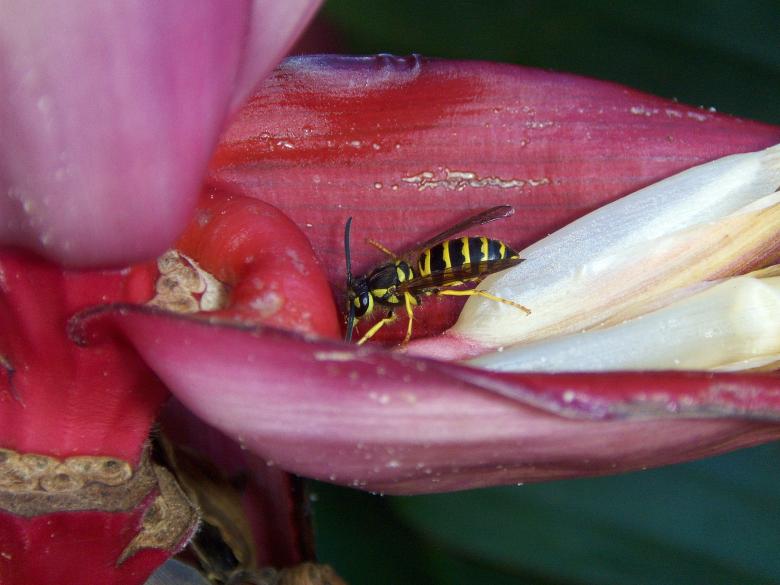Free stock image of Yellow Jacket Wasp created by Brandon Campbell