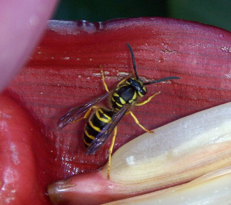Free stock image of Yellow Jacket Wasp created by Brandon Campbell