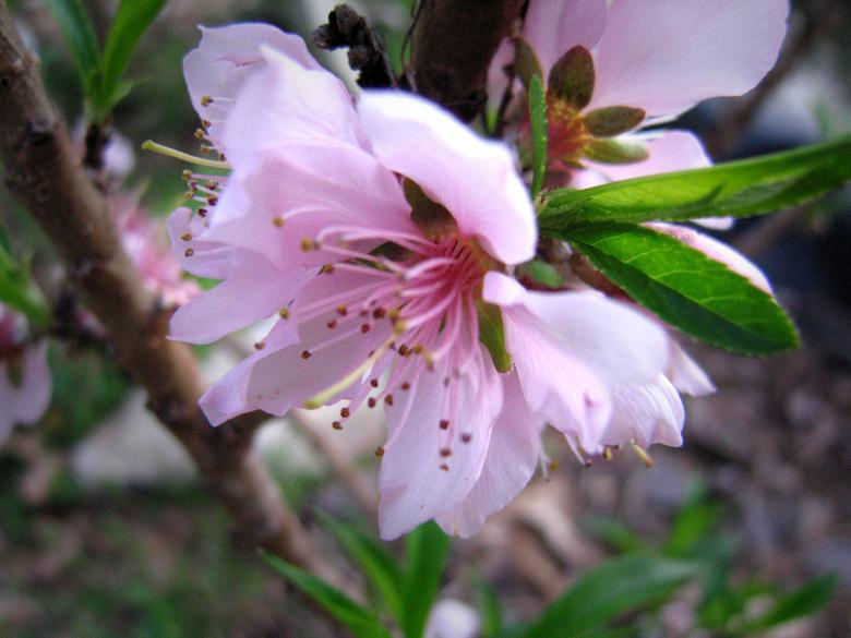 Free stock image of Pink Flower created by Brandon Campbell