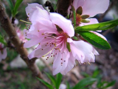 Pink Flower - Free Stock Photo