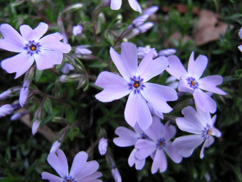 Free stock image of Purple Flowers created by Brandon Campbell