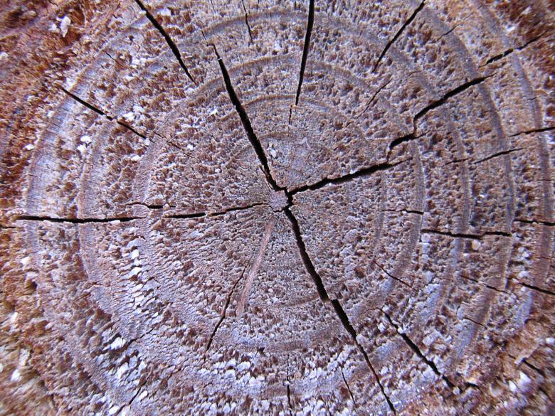 Free stock image of Tree Rings created by Brandon Campbell