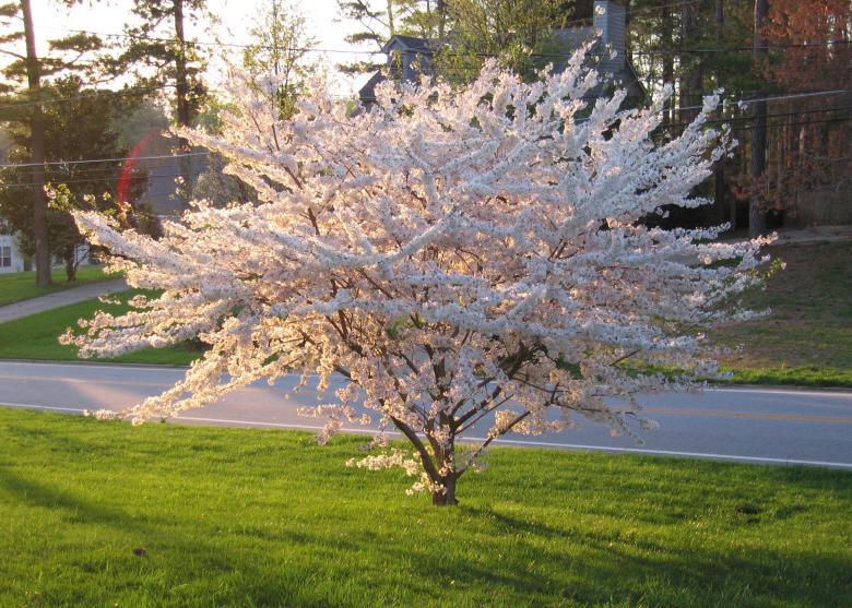 Free stock image of Blossoming Tree created by Brandon Campbell
