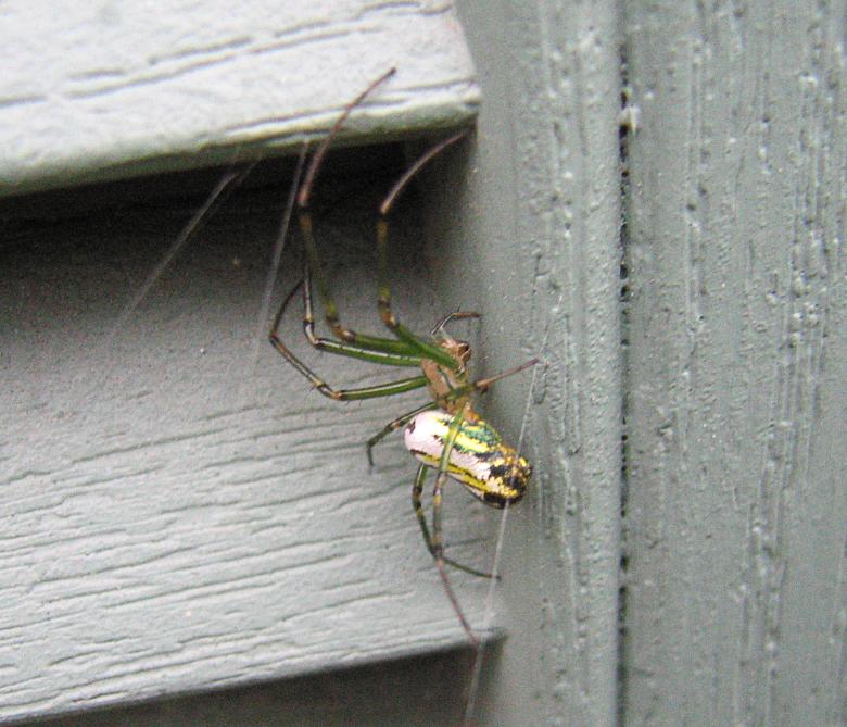 Free stock image of Spider on Siding created by Brandon Campbell